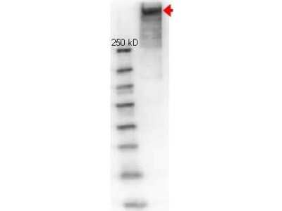 Western Blot: KLH Antibody [Alkaline Phosphatase] [NBP1-97336] - Lane 1: molecular weight. Lane 2: reduced KLH. Load: 1 ug. Primary antibody: KLH antibody at 1:1000 for overnight at 4C. Predicted/Observed size: 350-390 kDa, 350-390 kDa for KLH. Other band(s): none.